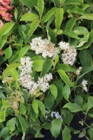 Attēlu rezultāti vaicājumam “Cornus sericea”