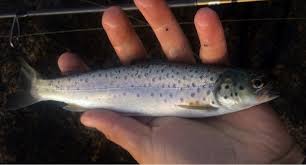 Image result for Salmo trutta
