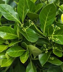Attēlu rezultāti vaicājumam “Euonymus”