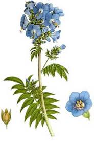 Attēlu rezultāti vaicājumam “Polemonium caeruleum bud”