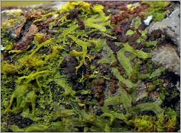 Attēlu rezultāti vaicājumam “Metzgeria violacea”