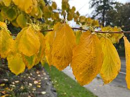 Attēlu rezultāti vaicājumam “Hamamelis vernalis leaf”
