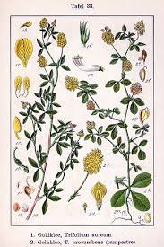 Attēlu rezultāti vaicājumam “Trifolium aureum leaf”