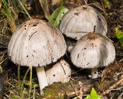 Attēlu rezultāti vaicājumam “Coprinus atramentarius”