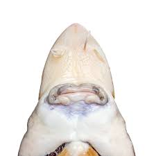 Image result for Acipenser fulvescens