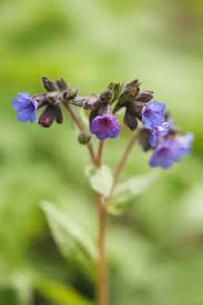 Attēlu rezultāti vaicājumam “Pulmonaria angustifolia flower”