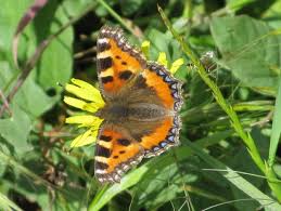 Image result for Small Tortoiseshell