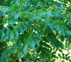Attēlu rezultāti vaicājumam “Juglans x sinensis leaf”