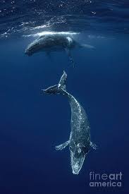 Image result for Megaptera novaeangliae