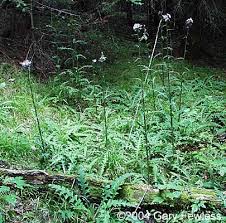 Attēlu rezultāti vaicājumam “Cirsium palustre leaf”