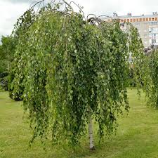 Attēlu rezultāti vaicājumam “Betula pendula Youngii”