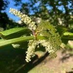 Attēlu rezultāti vaicājumam “Reynoutria sachalinensis fruit”