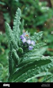 Attēlu rezultāti vaicājumam “Anchusa arvensis flower”