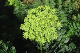 Attēlu rezultāti vaicājumam “Cenolophium denudatum leaf”