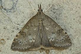 Attēlu rezultāti vaicājumam “Udea prunalis”