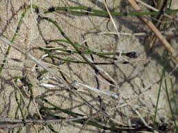 Attēlu rezultāti vaicājumam “Equisetum variegatum”