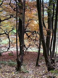 Image result for Row Brow Field Archery