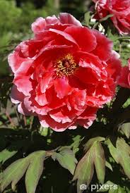 Image result for Pfingstrose