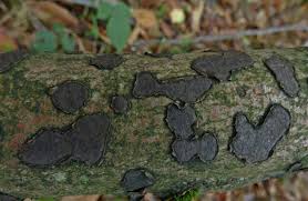 Attēlu rezultāti vaicājumam “Biscogniauxia granmoi”