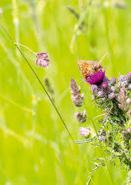 Attēlu rezultāti vaicājumam “Euphydrias aurinia underside”