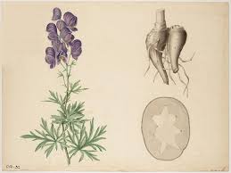 Image result for Aconitum napellus