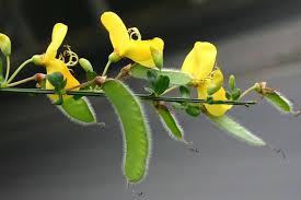 Image result for Cytisus scoparius