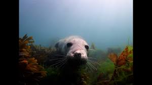 Image result for Ilfracombe Orcas Octopush Club