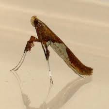 Attēlu rezultāti vaicājumam “Caloptilia stigmatella”