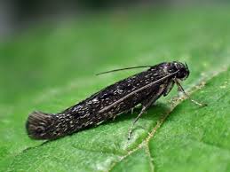 Attēlu rezultāti vaicājumam “Scythrididae”