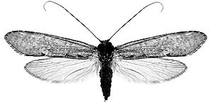 Attēlu rezultāti vaicājumam “Trichoptera”