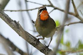 Image result for Luscinia calliope