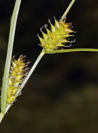 Attēlu rezultāti vaicājumam “Carex vesicaria”