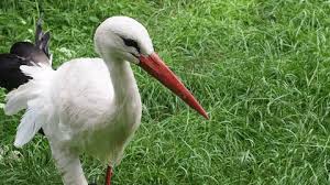 Attēlu rezultāti vaicājumam “Ciconia ciconia”