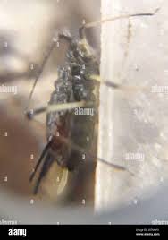 Attēlu rezultāti vaicājumam “Uroleucon hypochoeridis”