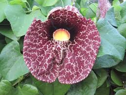 Attēlu rezultāti vaicājumam “Aristolochia durior flower”