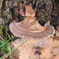 Attēlu rezultāti vaicājumam “Bjerkandera fumosa”