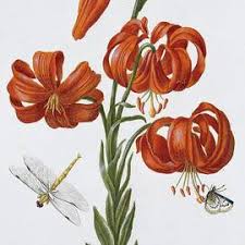 Attēlu rezultāti vaicājumam “Pedicularis sceptrum-carolinum leaf”