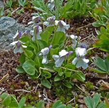 Attēlu rezultāti vaicājumam “Viola rupestris leaf”