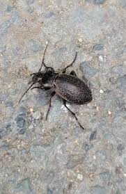 Attēlu rezultāti vaicājumam “Carabus arcensis”