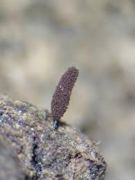 Attēlu rezultāti vaicājumam “Comatricha alta stalked”