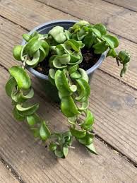 Attēlu rezultāti vaicājumam “Conardia compacta”