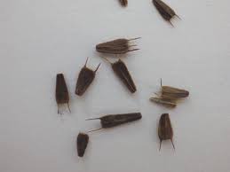 Attēlu rezultāti vaicājumam “Bidens tripartita fruit”