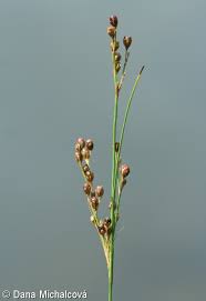 Attēlu rezultāti vaicājumam “Juncus gerardii bud”