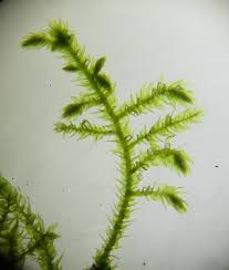 Attēlu rezultāti vaicājumam “Eurhynchium angustirete sporophyte”