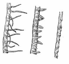 Attēlu rezultāti vaicājumam “Reynoutria sachalinensis fruit”