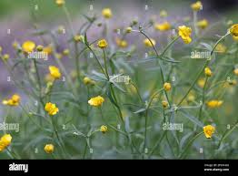 Attēlu rezultāti vaicājumam “Ranunculus auricomus leaf”