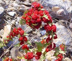 Attēlu rezultāti vaicājumam “Chenopodium polyspermum fruit”