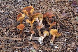 Attēlu rezultāti vaicājumam “Gymnopilus picreus”