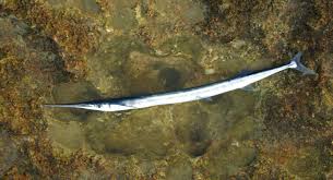 Attēlu rezultāti vaicājumam “Belone belone”