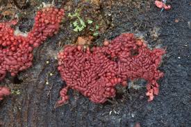 Attēlu rezultāti vaicājumam “Arcyria stipata spores”